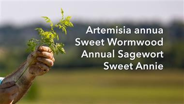 Artemisinin From Sweet Wormwood Inhibits SARS-CoV-2